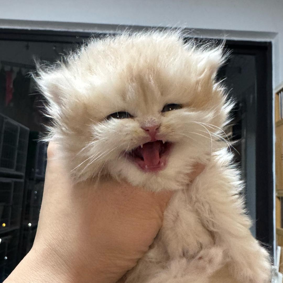 圈养皮卡丘
