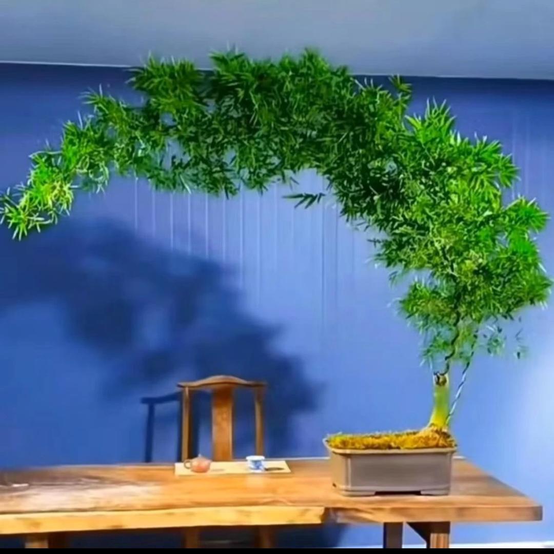 虾米簕竹绿植