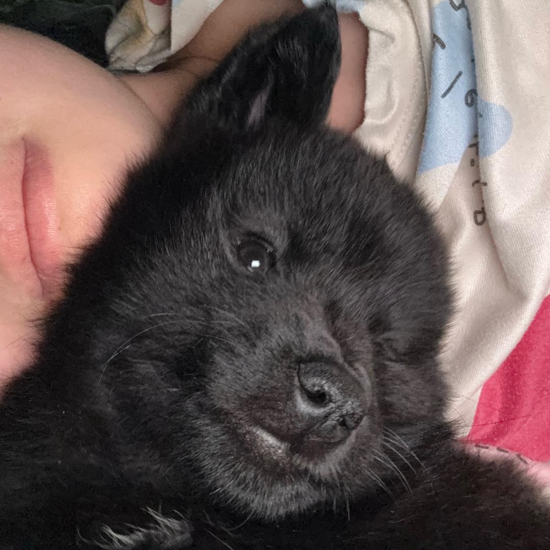 小狗偷偷在被窝焖米饭