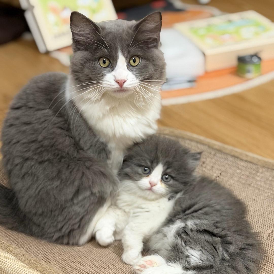 圆圆是只御姐猫