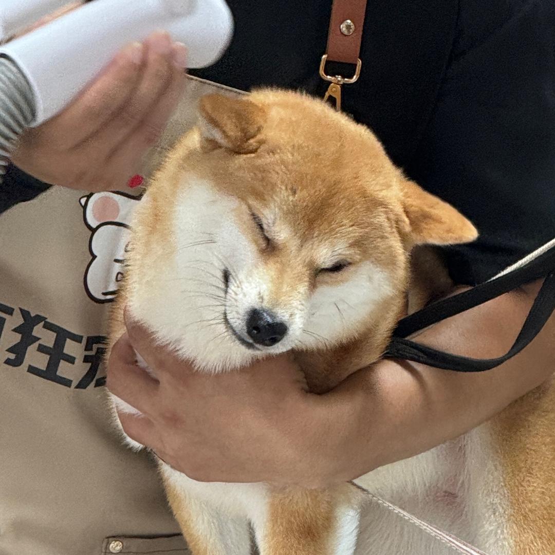 豆包小宝