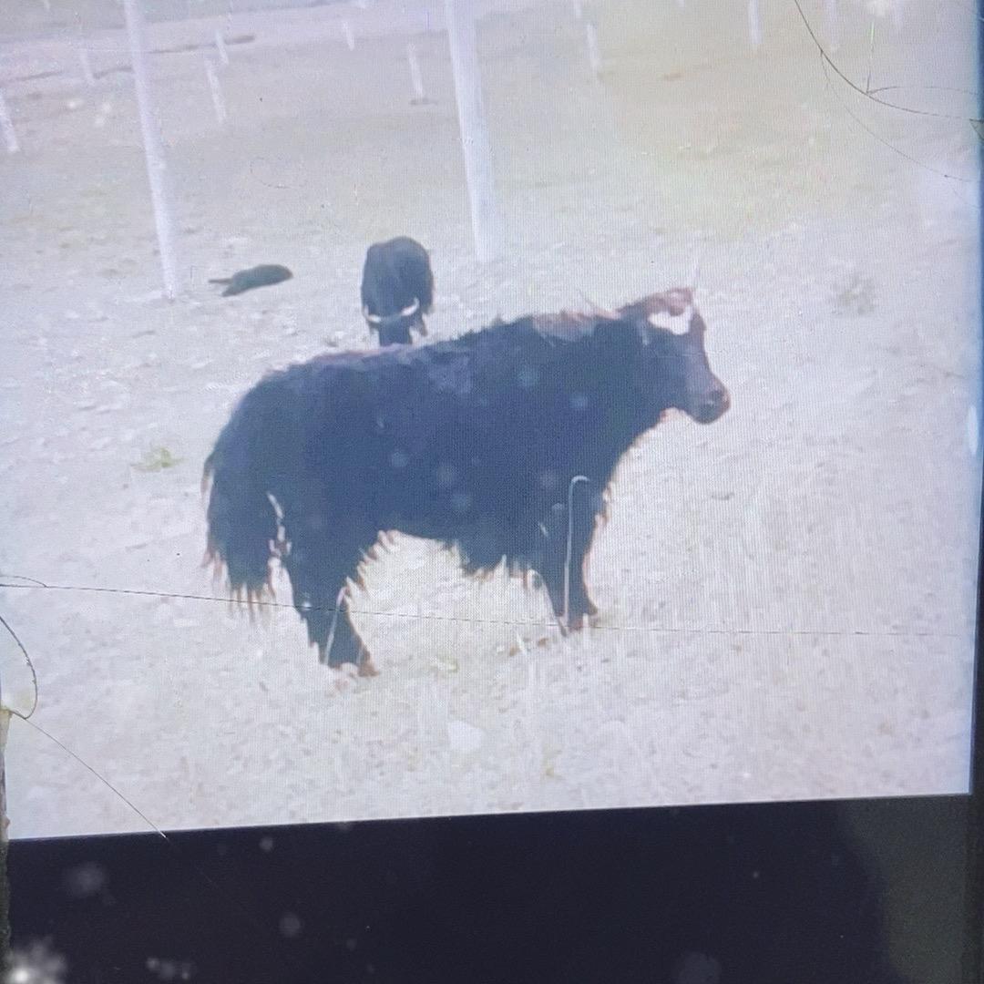🐮老板