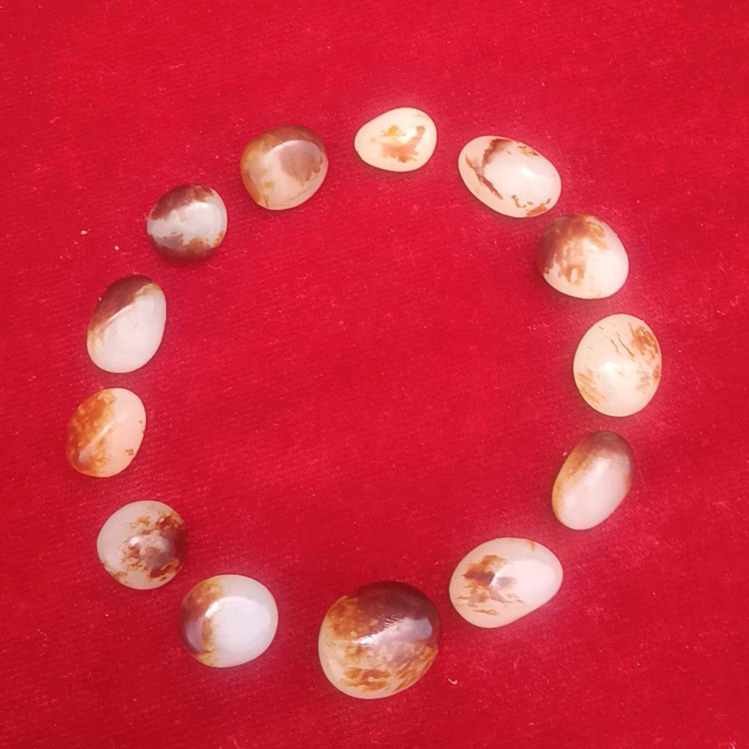 赛哥籽玉