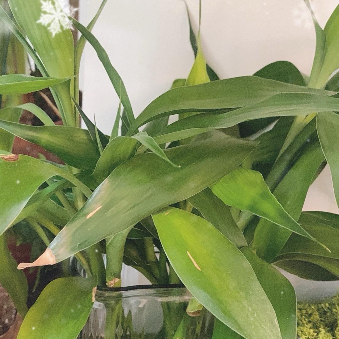 爱吃烤红薯的李