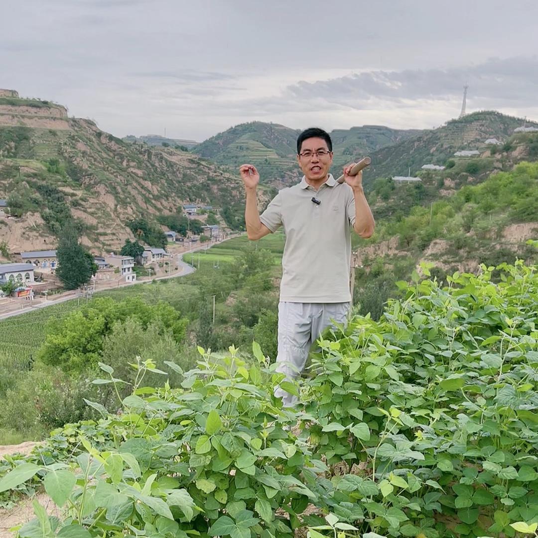 陕北小春