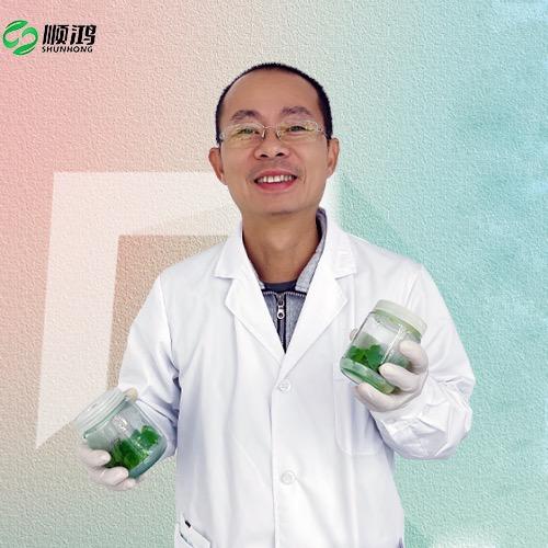 广西顺鸿组培苗繁育基地