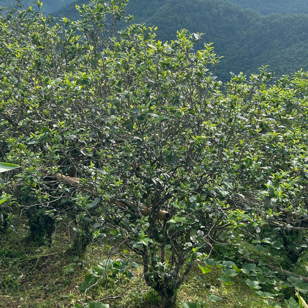 勐库诗瑶茶厂