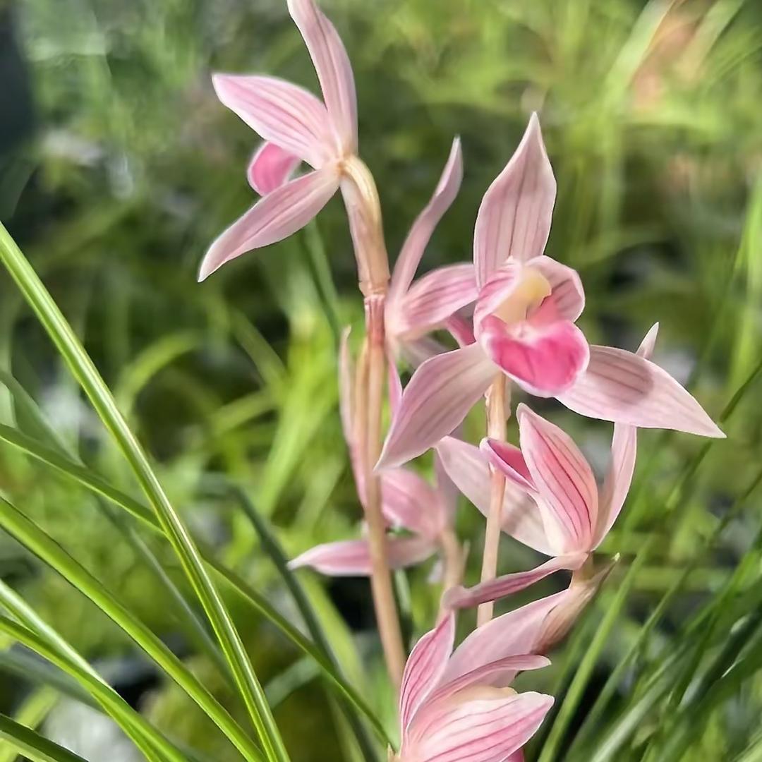 维西-兄弟兰苑-小北