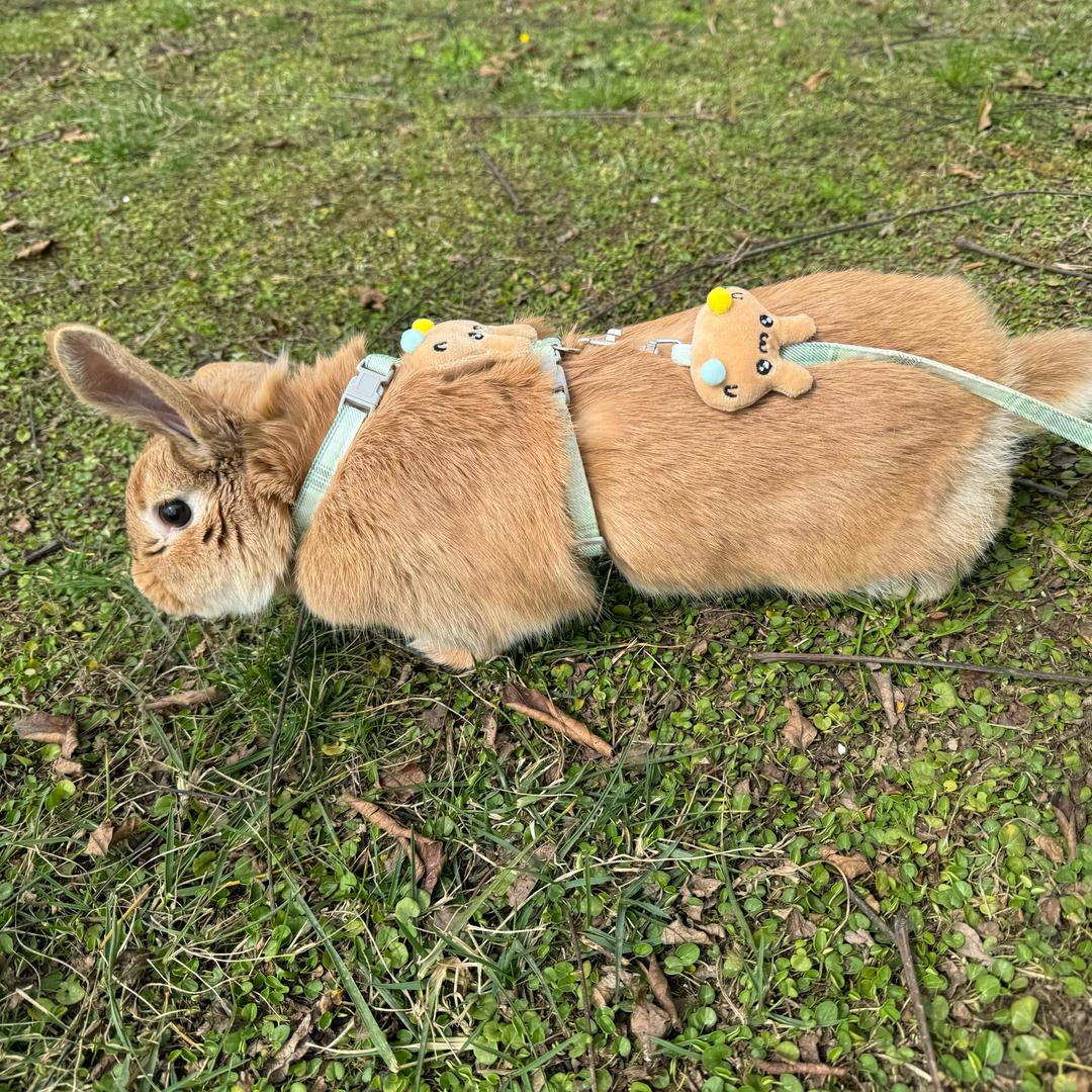 小野圆子🫐