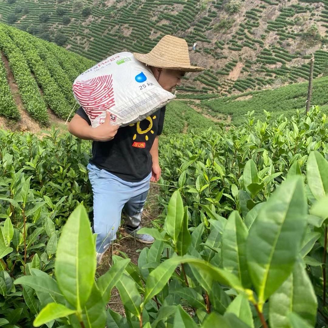 安吉三社茶场批发直销