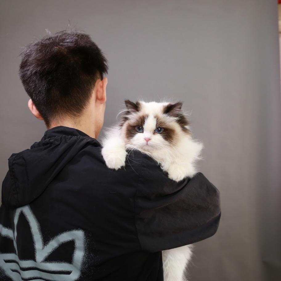 CD布偶猫舍