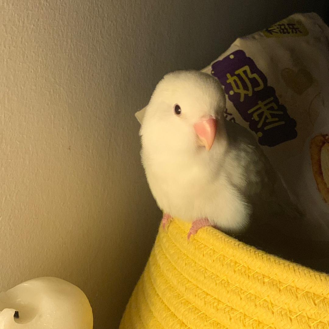 KY牡丹鹦鹉
