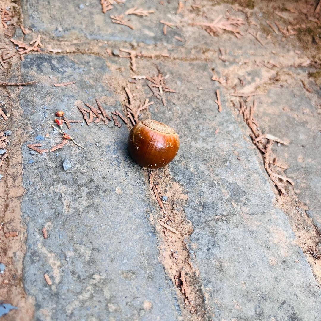 敲敲可爱栗子🌰