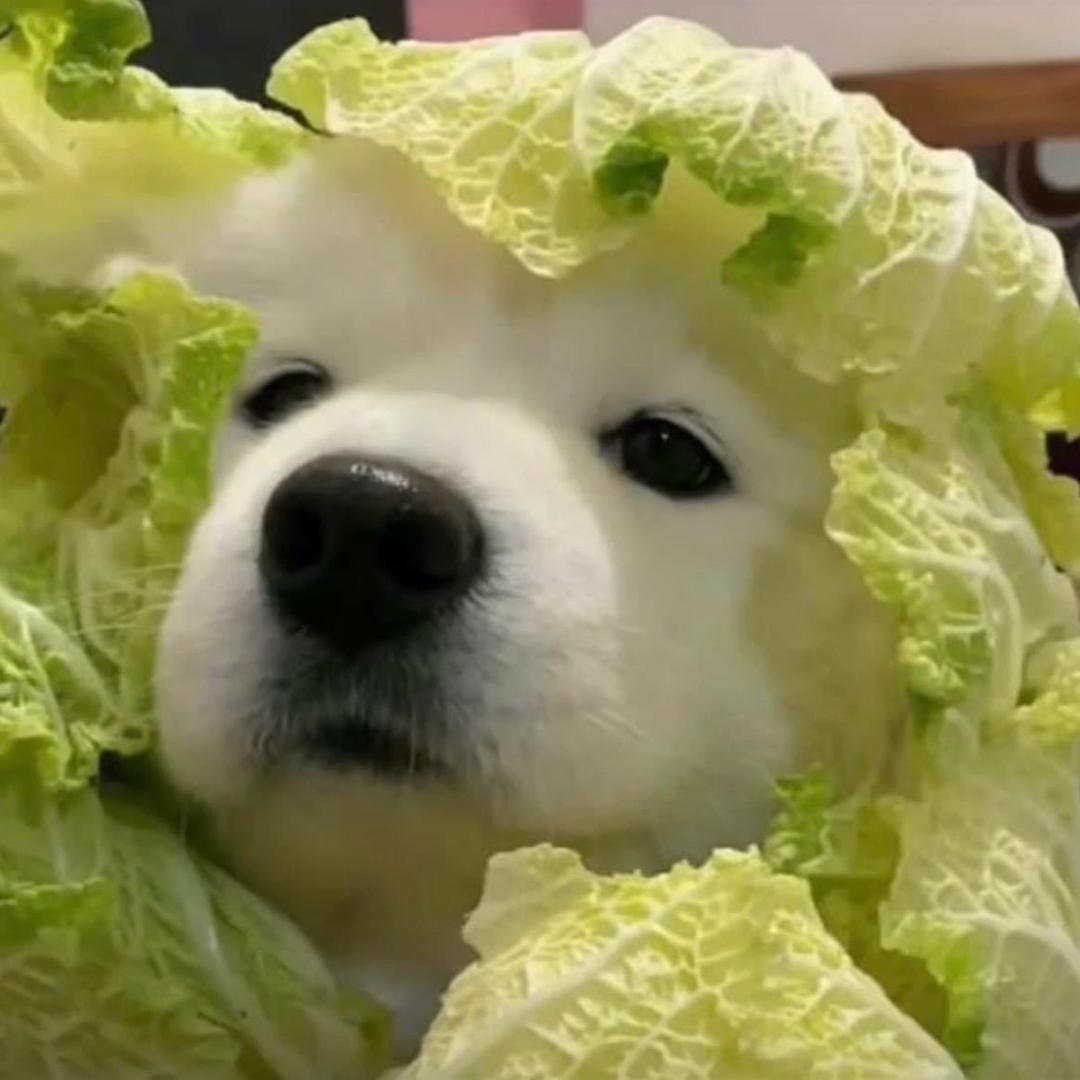 超级菜小羊