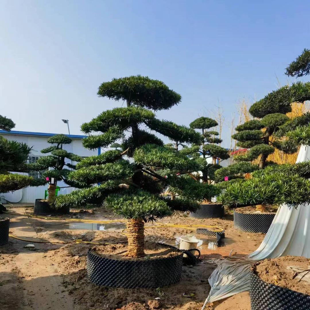 上玄月花卉园艺