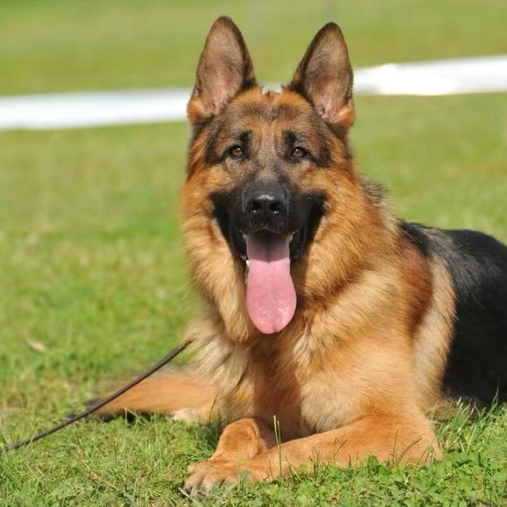 德牧马犬战神