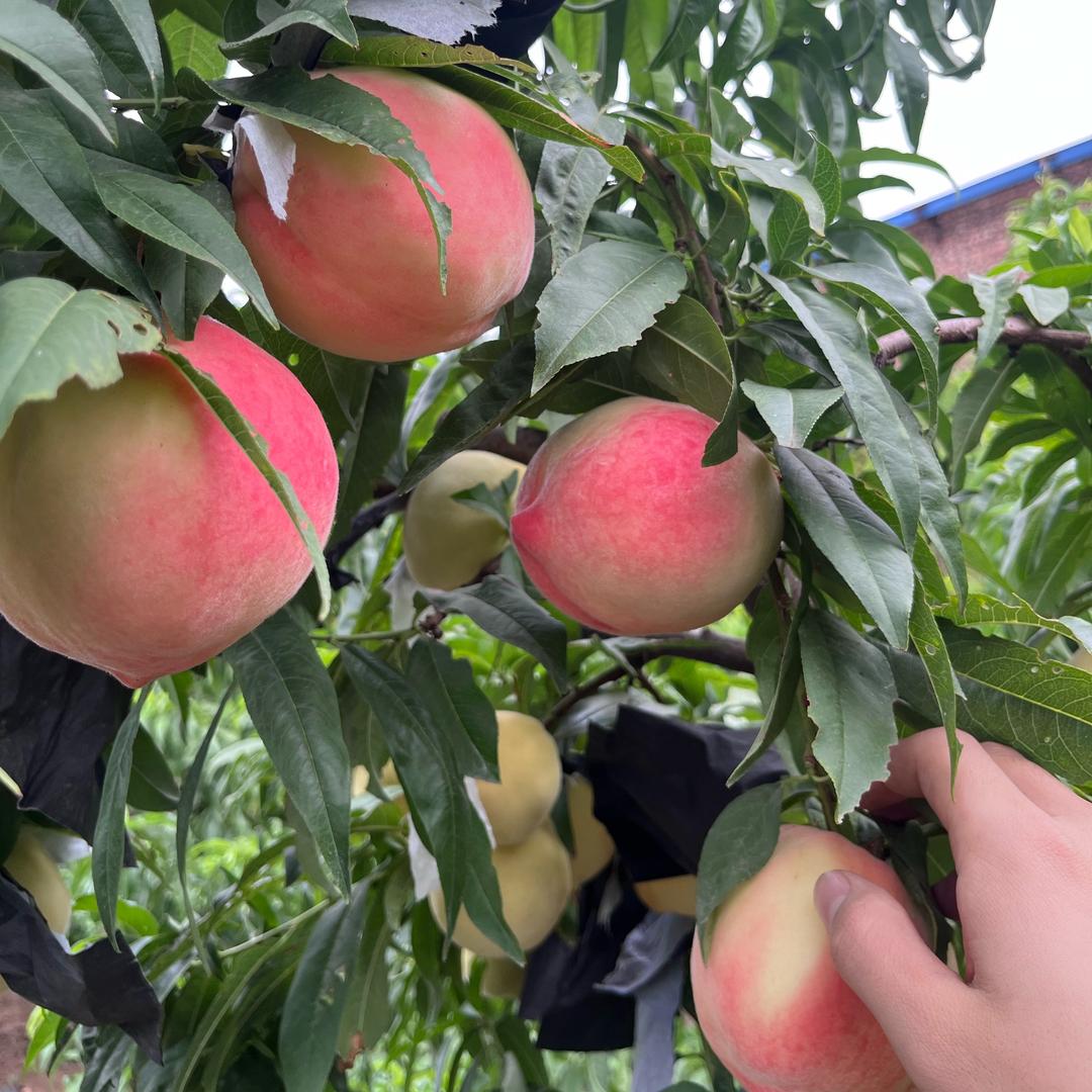 桃你欢喜🍑（果农直发）