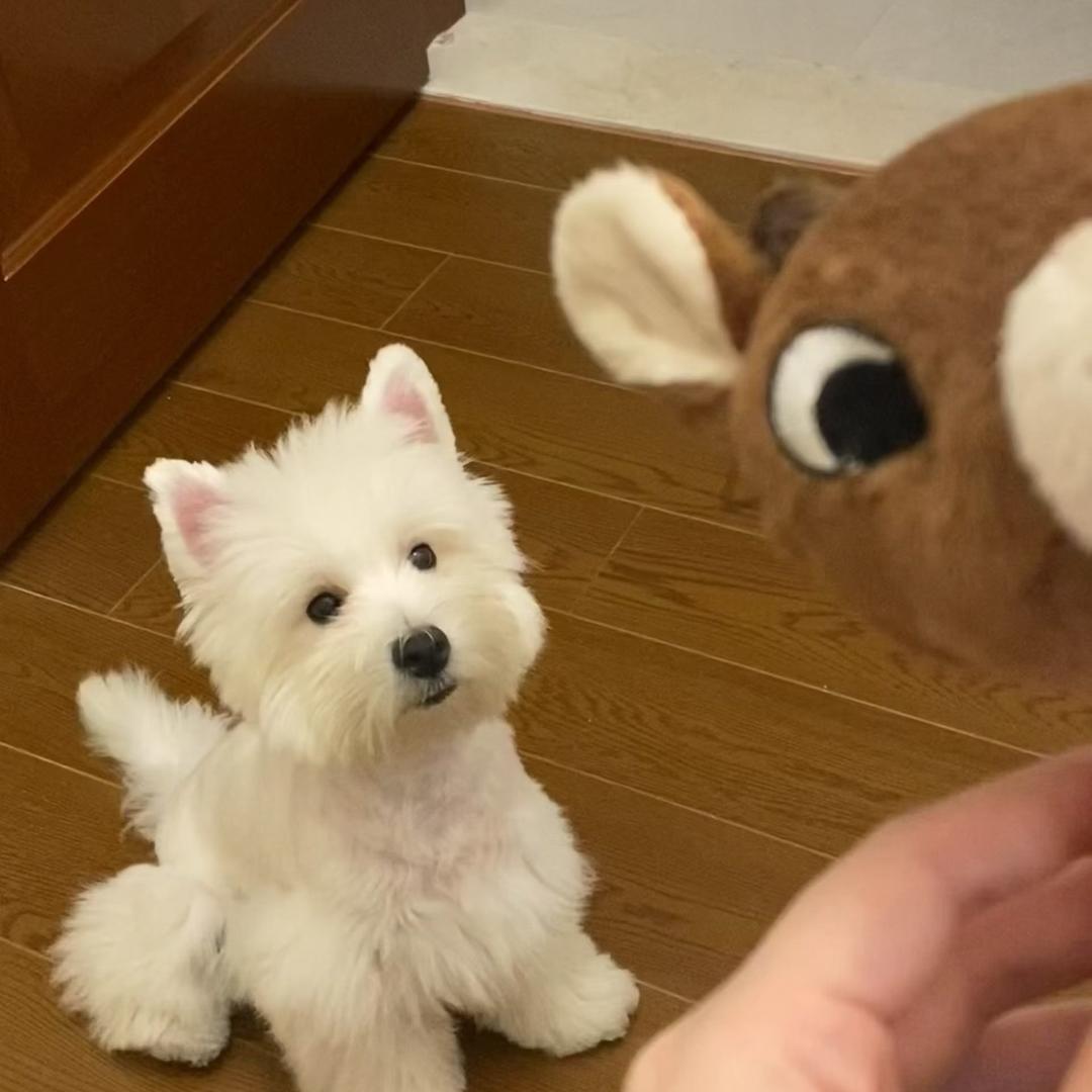 星萌犬业 南山有狗czy