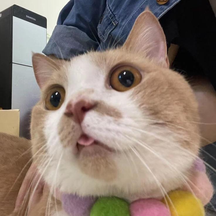 阿墩可能是只猪