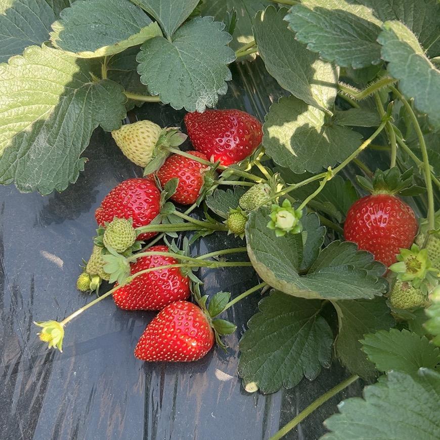 农村小胖妹（不要连赞）