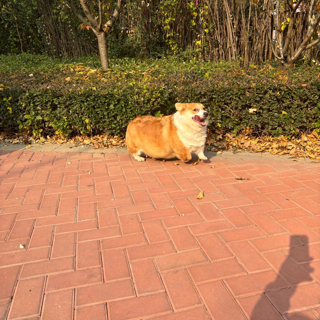 徐行之人不用愁