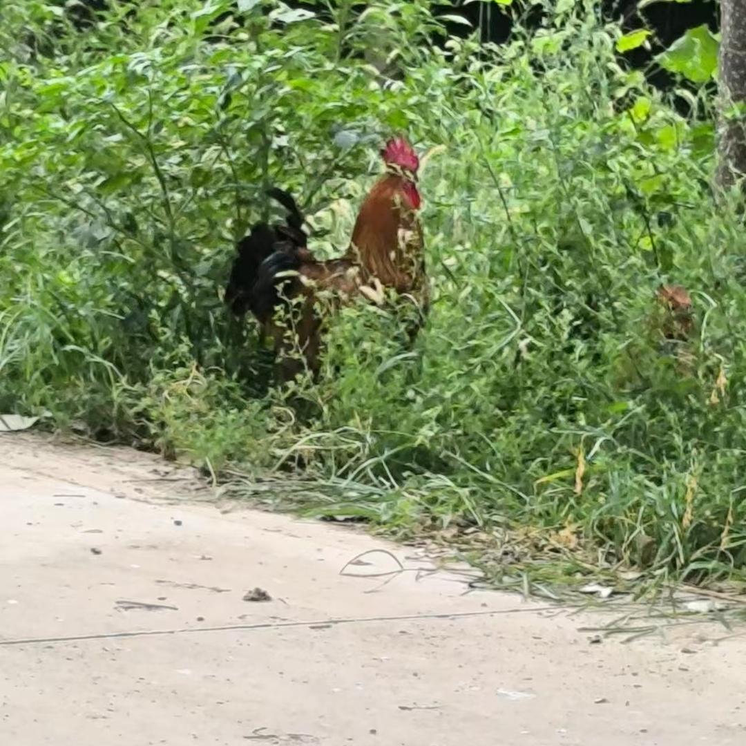 铂铂生态园