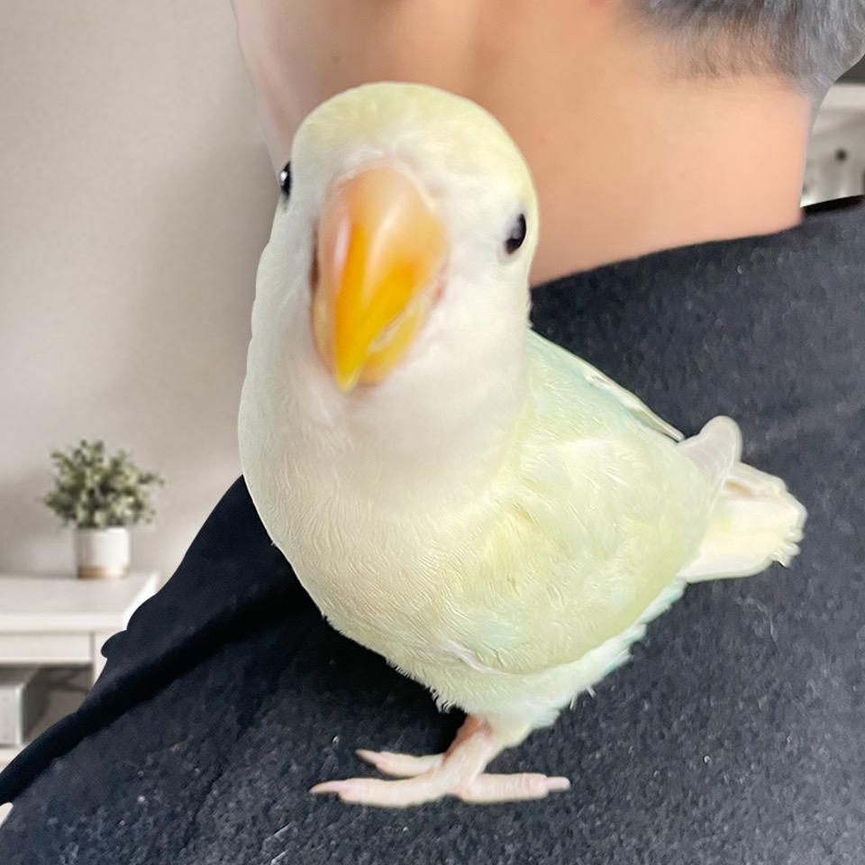 阿斌手养鹦鹉