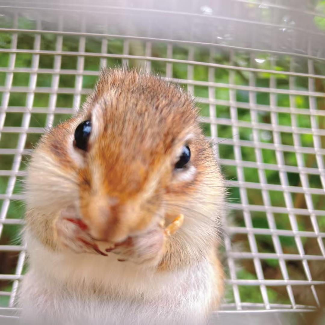 碳水宋宋（遇见山海专场）