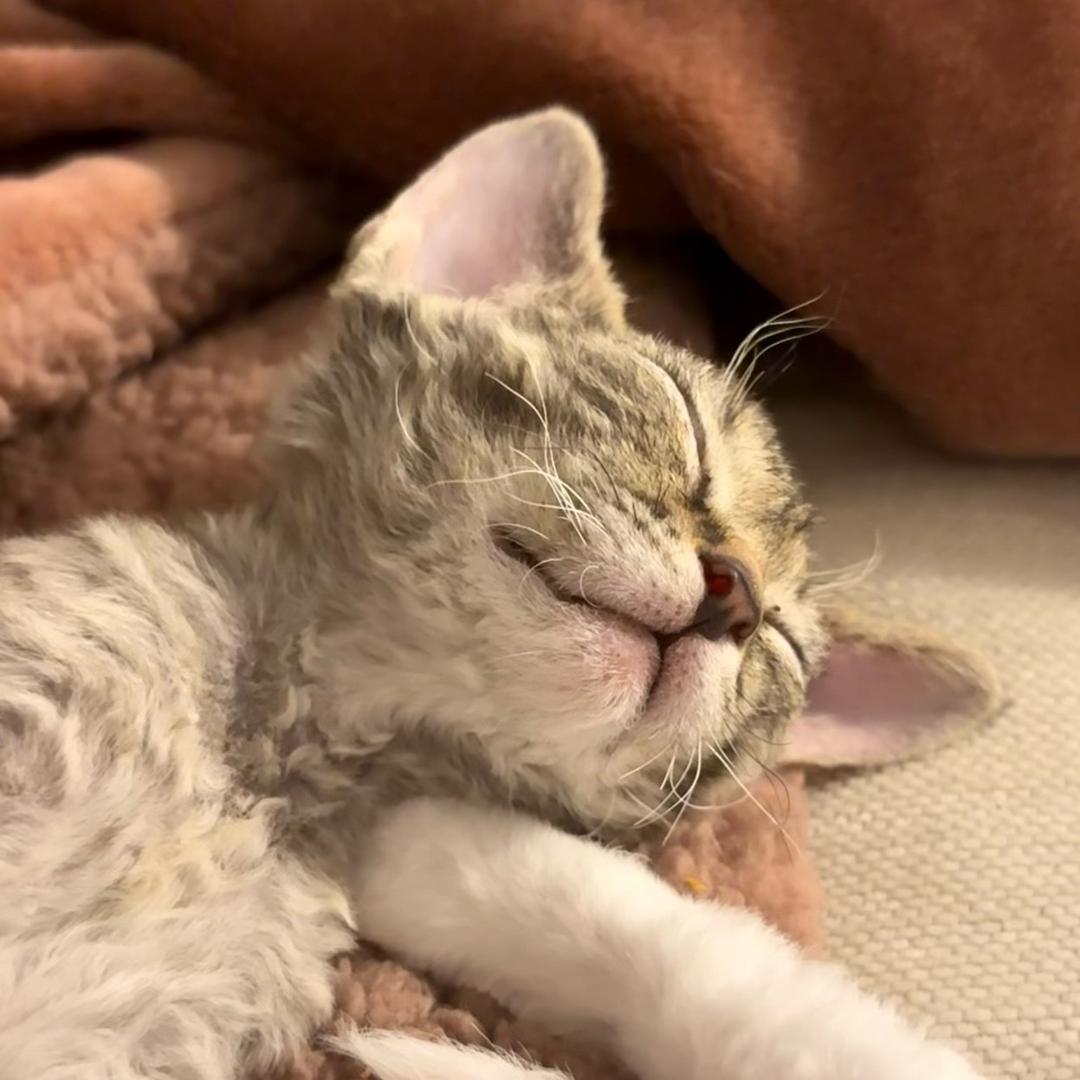 比奇堡偷袭派大星