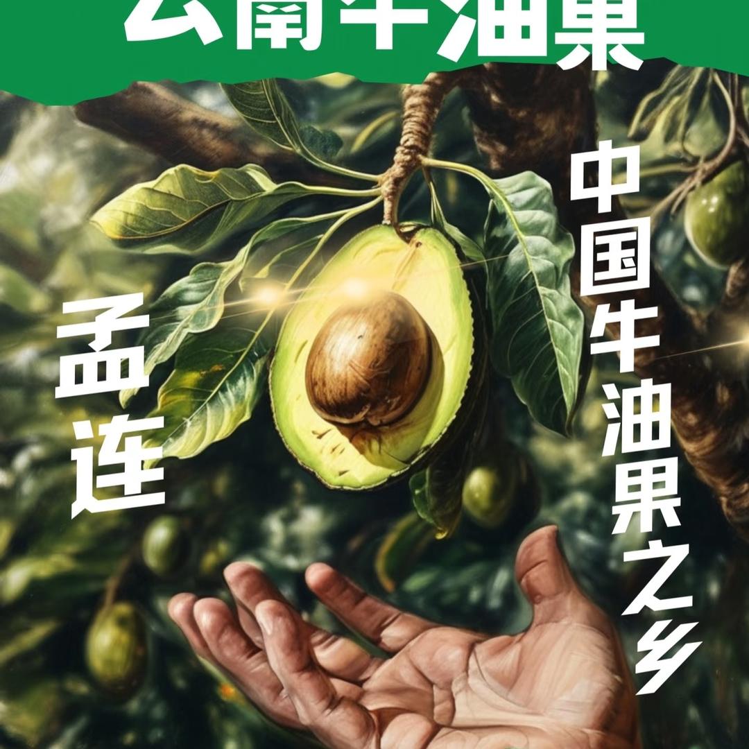 云南孟连牛油果