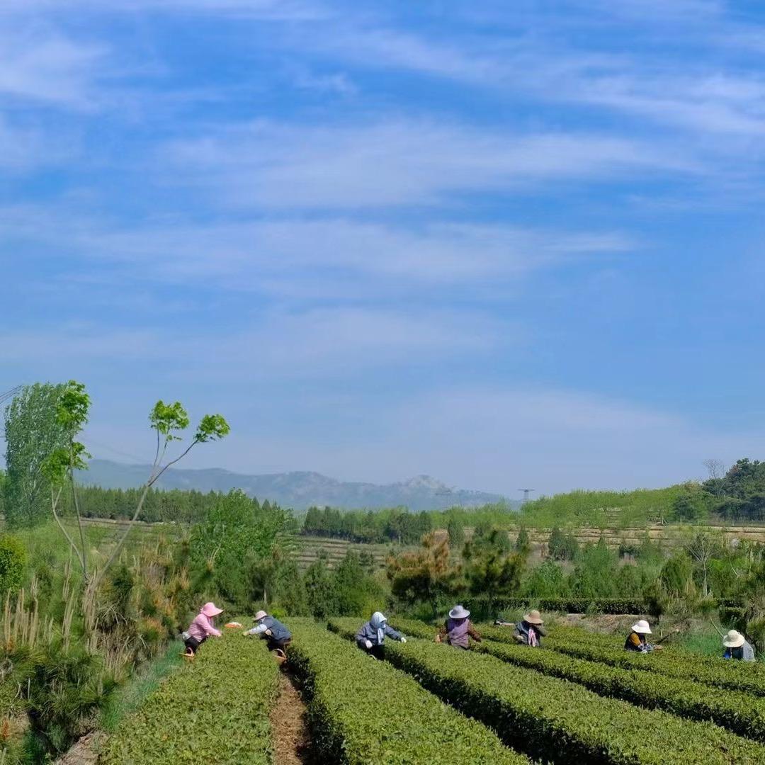 日照三壶春茶业（日照绿茶）