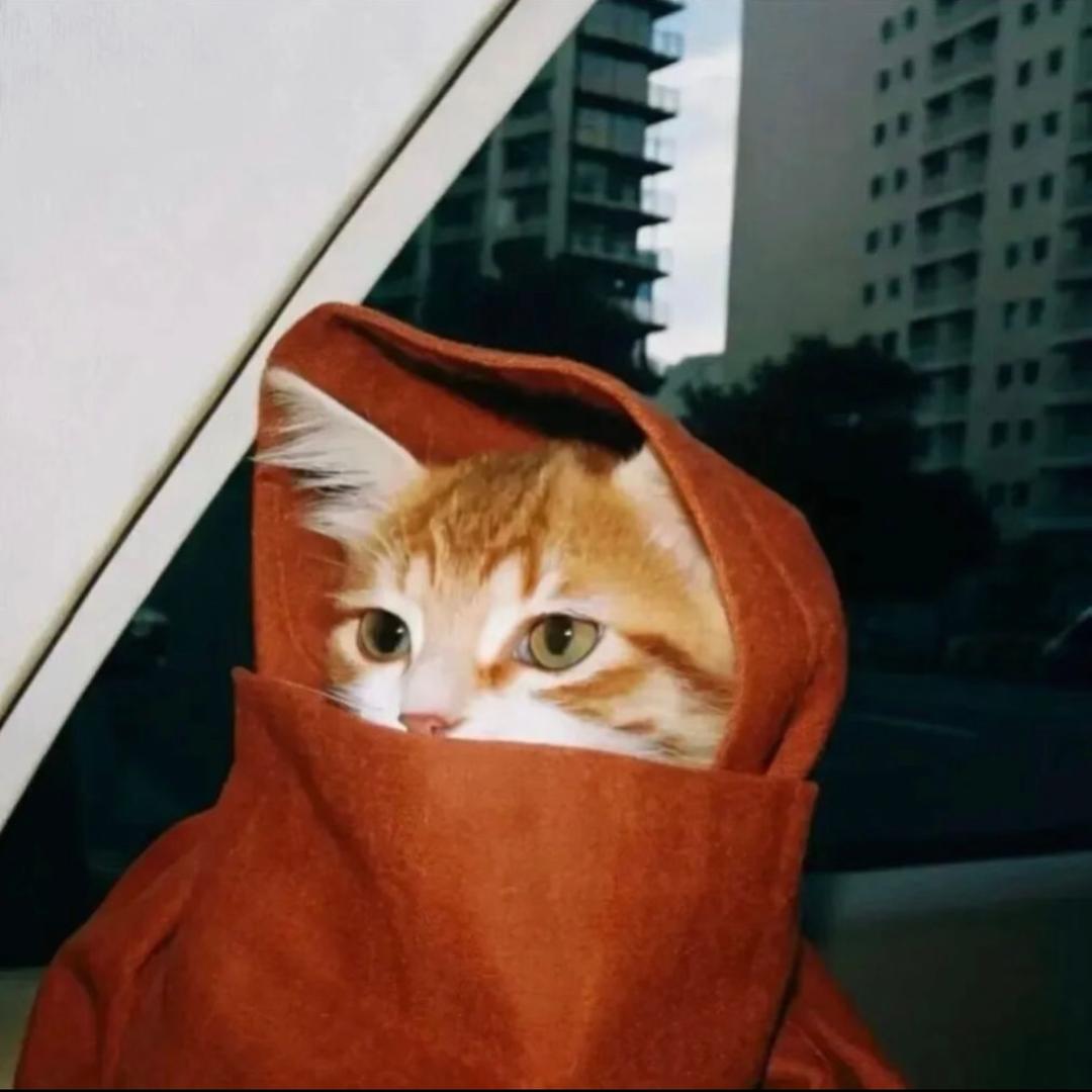 猫谷/ᐠ - ˕ -マ Ⳋ