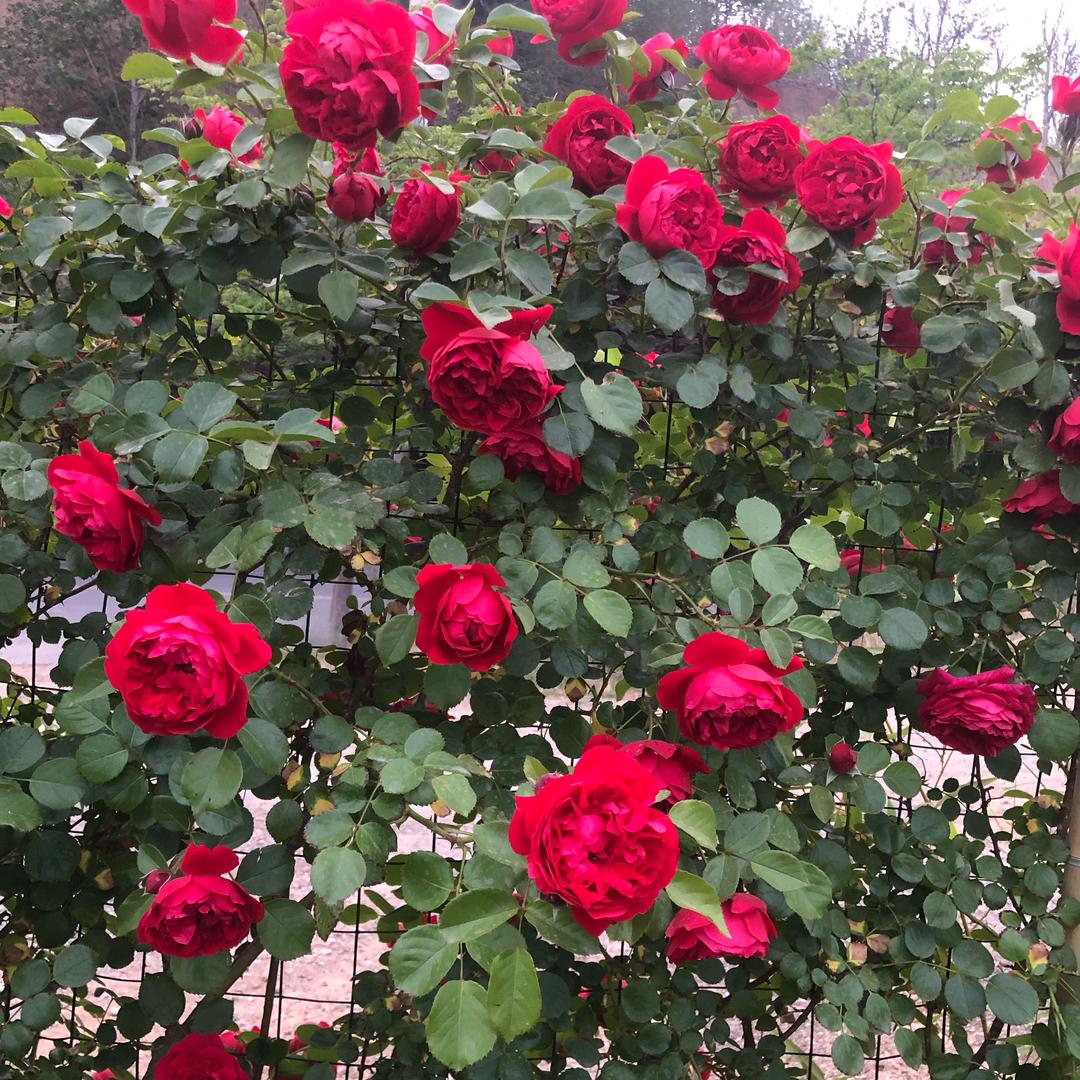 巩义南站小乔花园