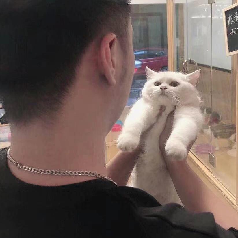 （猫查理）🐱广东江门查理猫舍