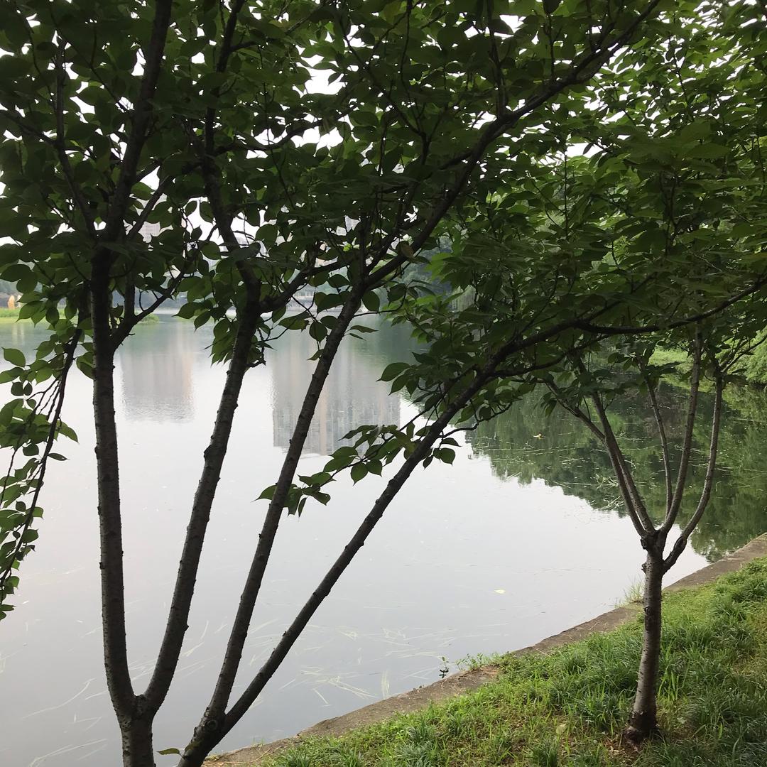 万紫千红（羊）