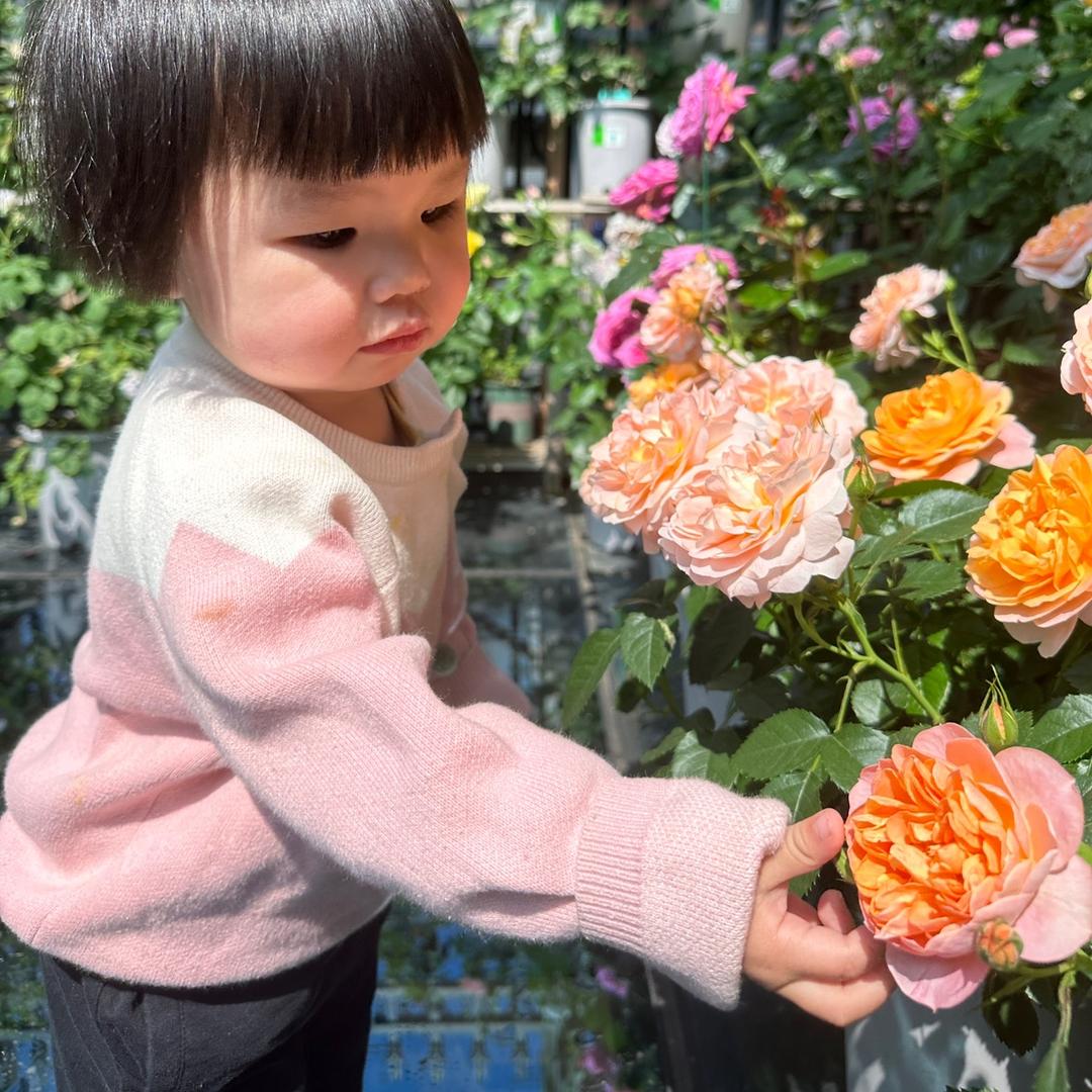 小阳霖的花园