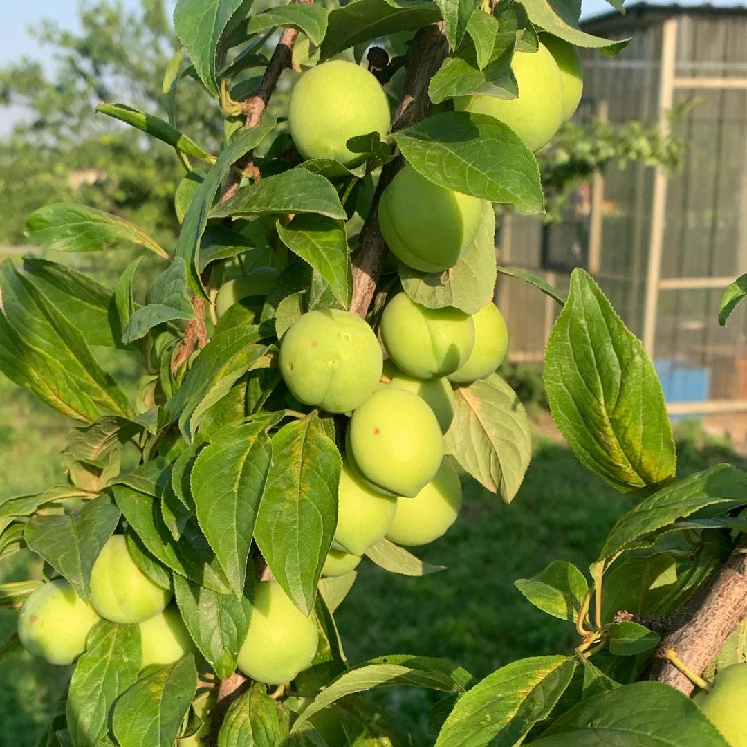 冰糖雪李—产地直发