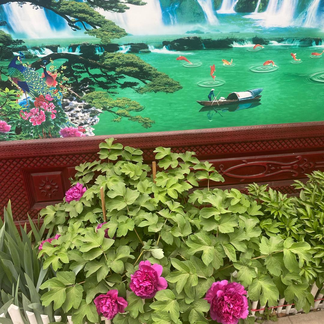 安乐康展苗木基地！