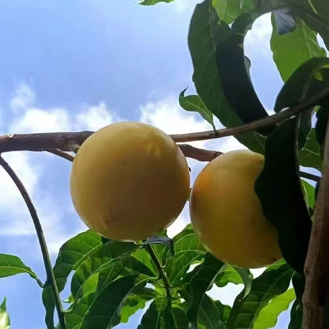 海南三亚奇鲜果果业