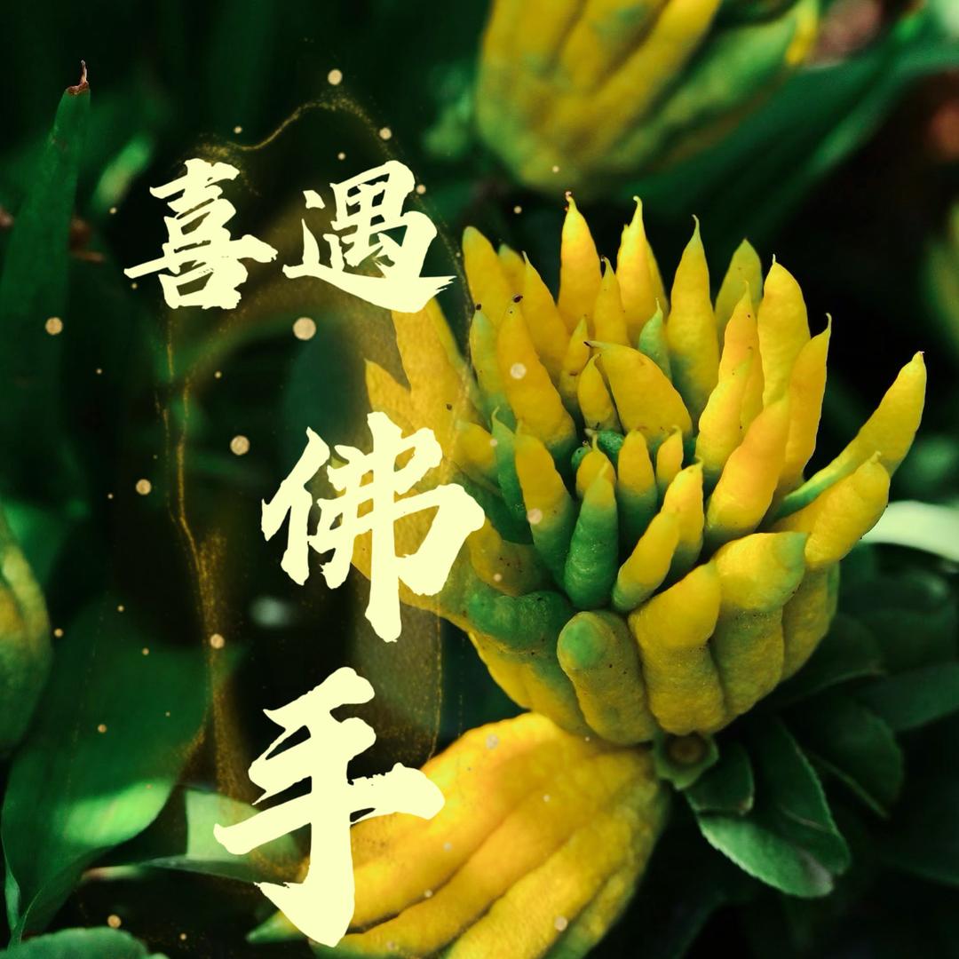 喜遇佛手