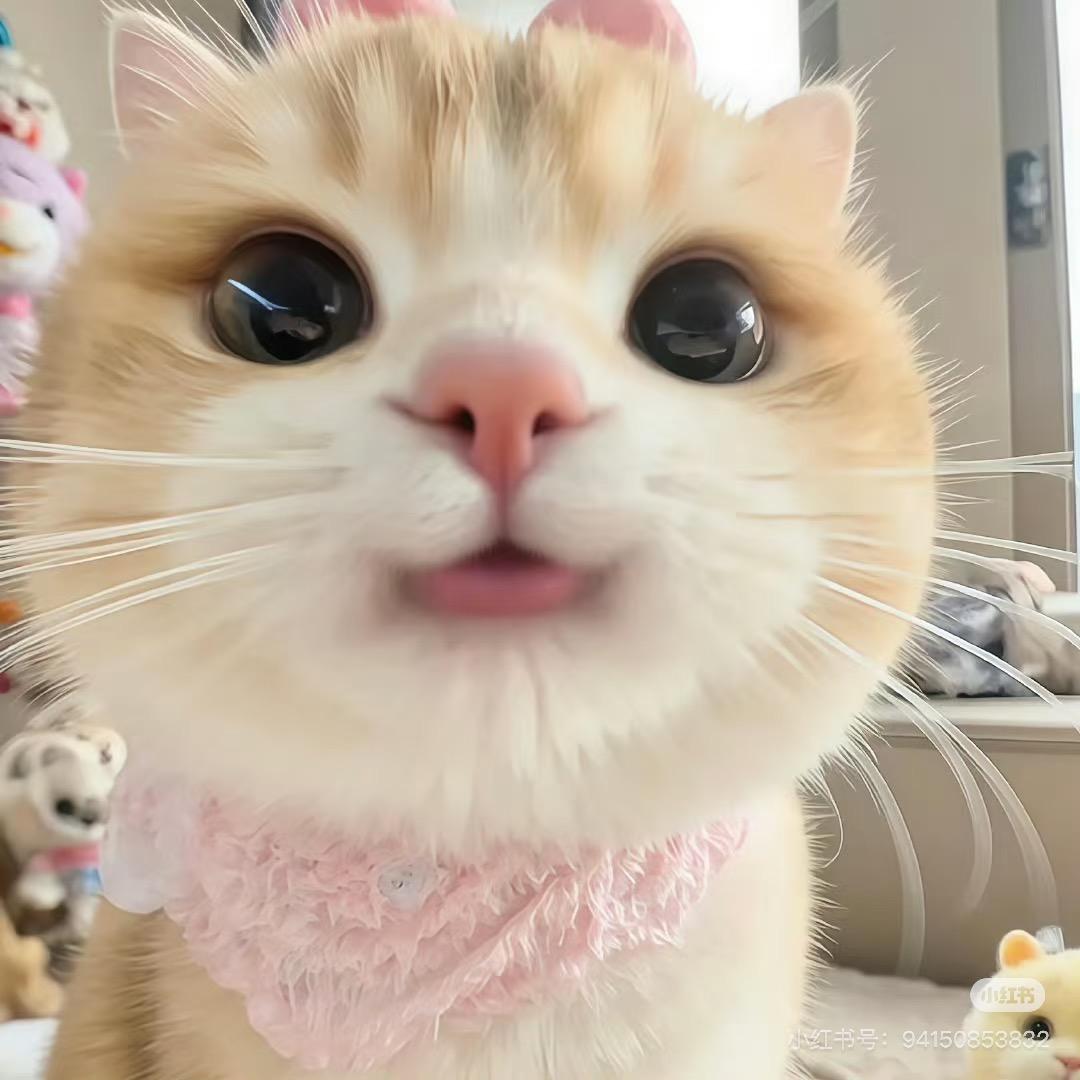 ꉂ ᳐˶ᵒ ᵕ ˂˶ ᳐ฅ