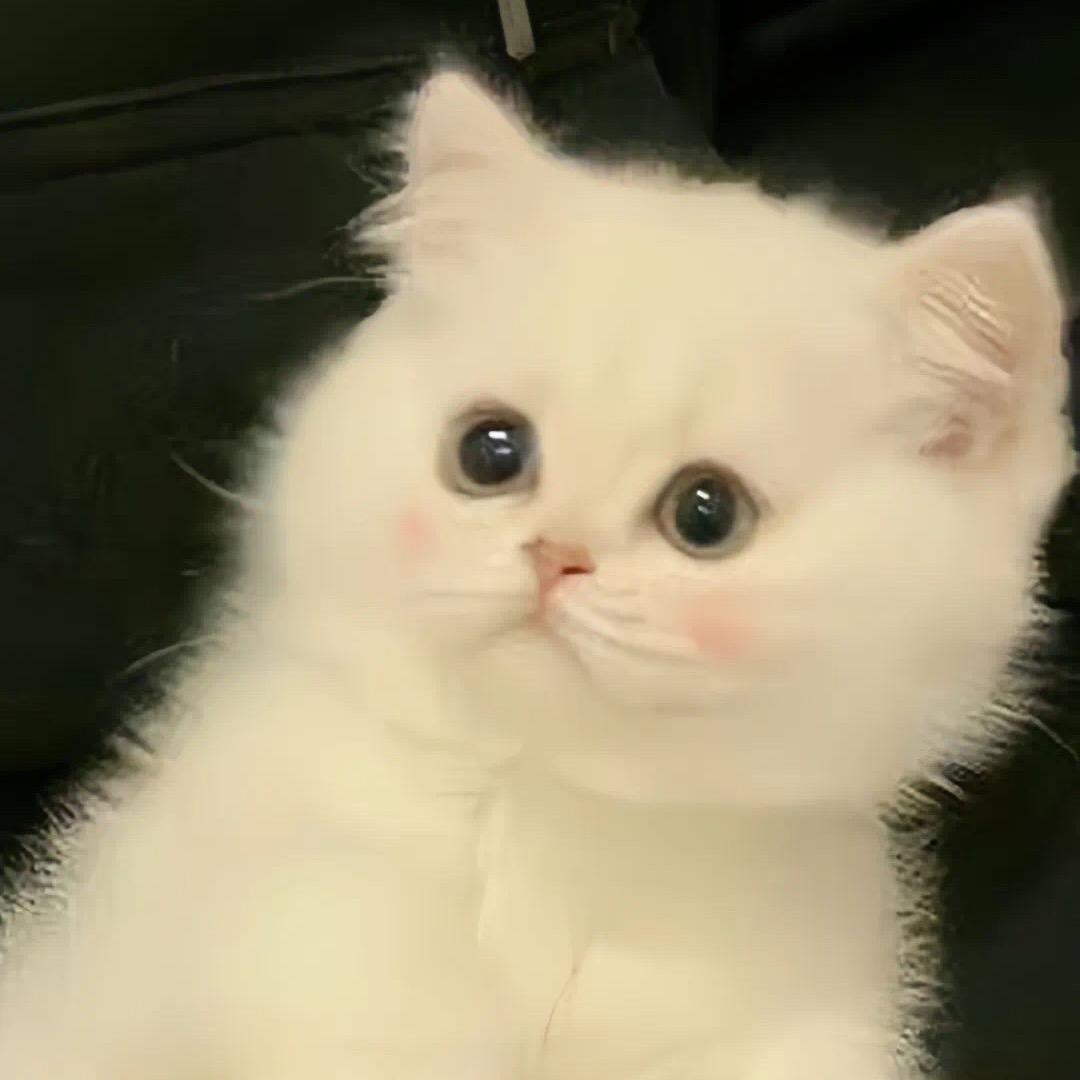 双眼皮太帅了🧍‍♀️