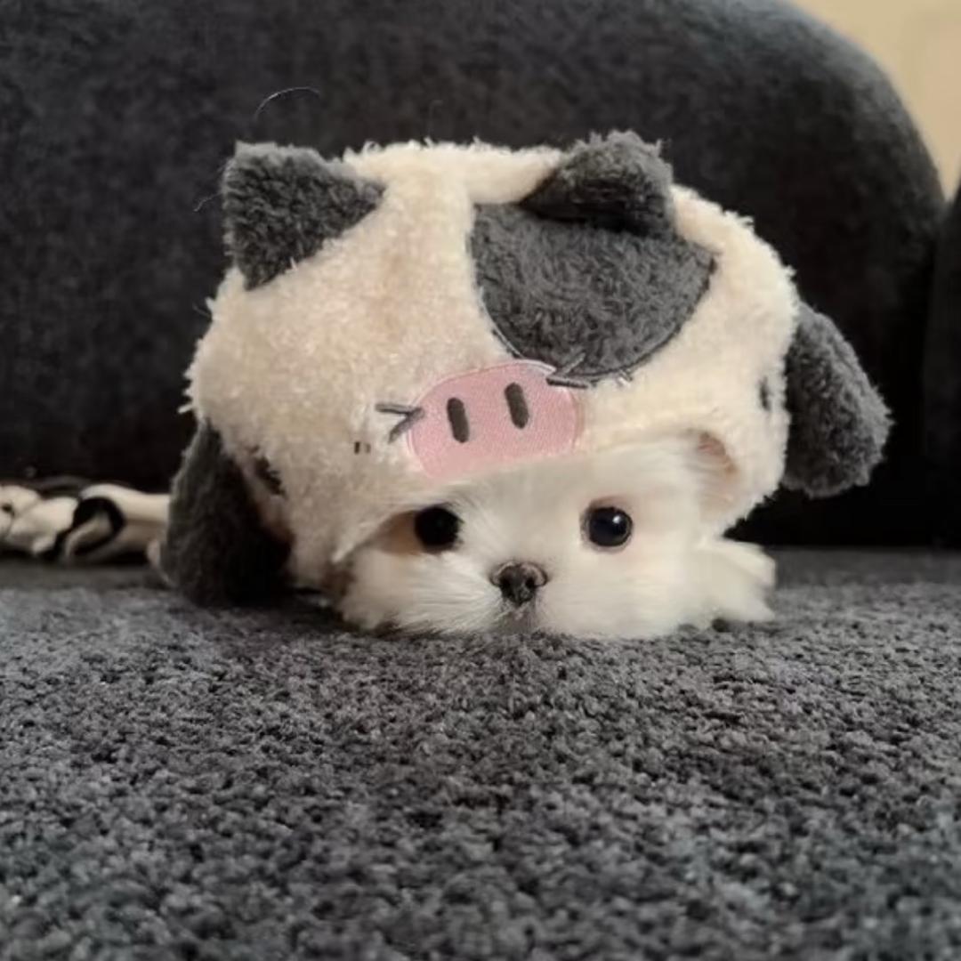 可比金座ʚ晶晶ɞ