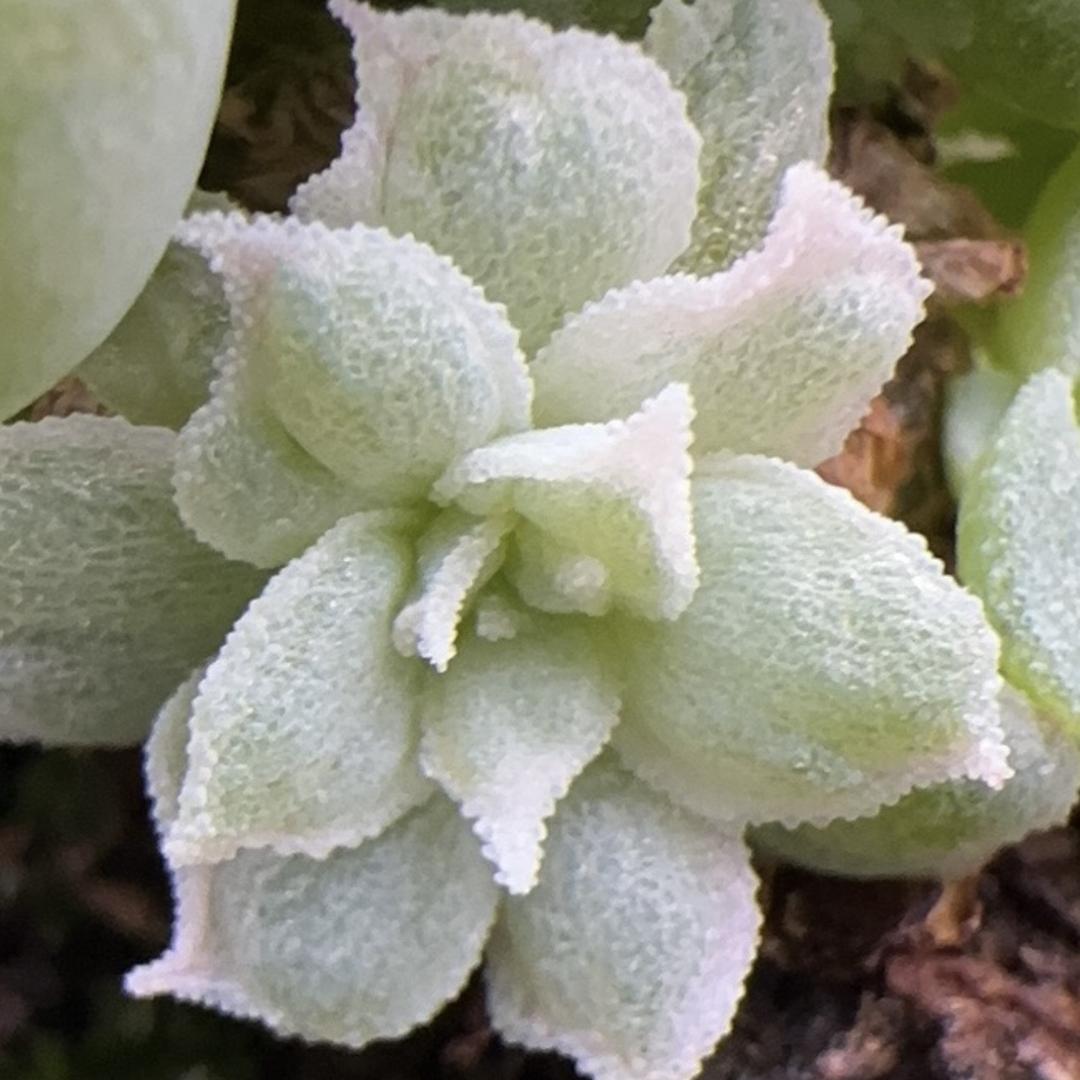 云见蔓植多肉园艺