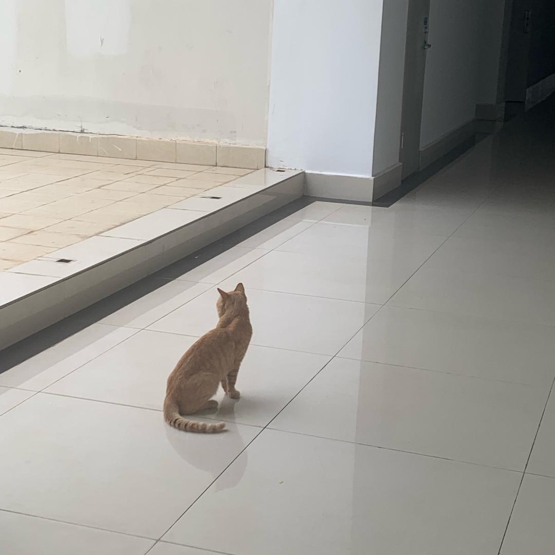 小小