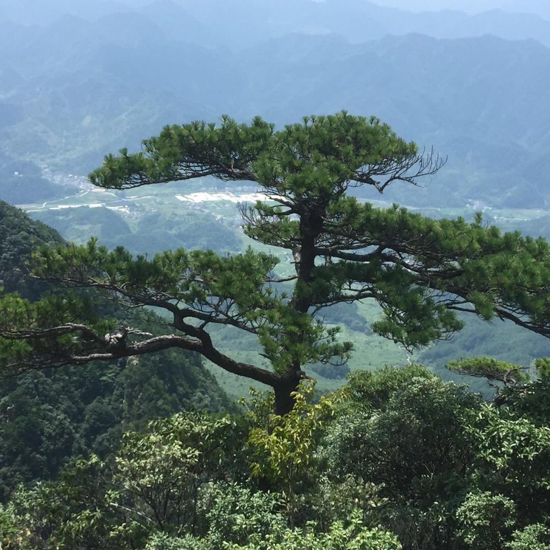 叁萬（黄山松，盆景造型）