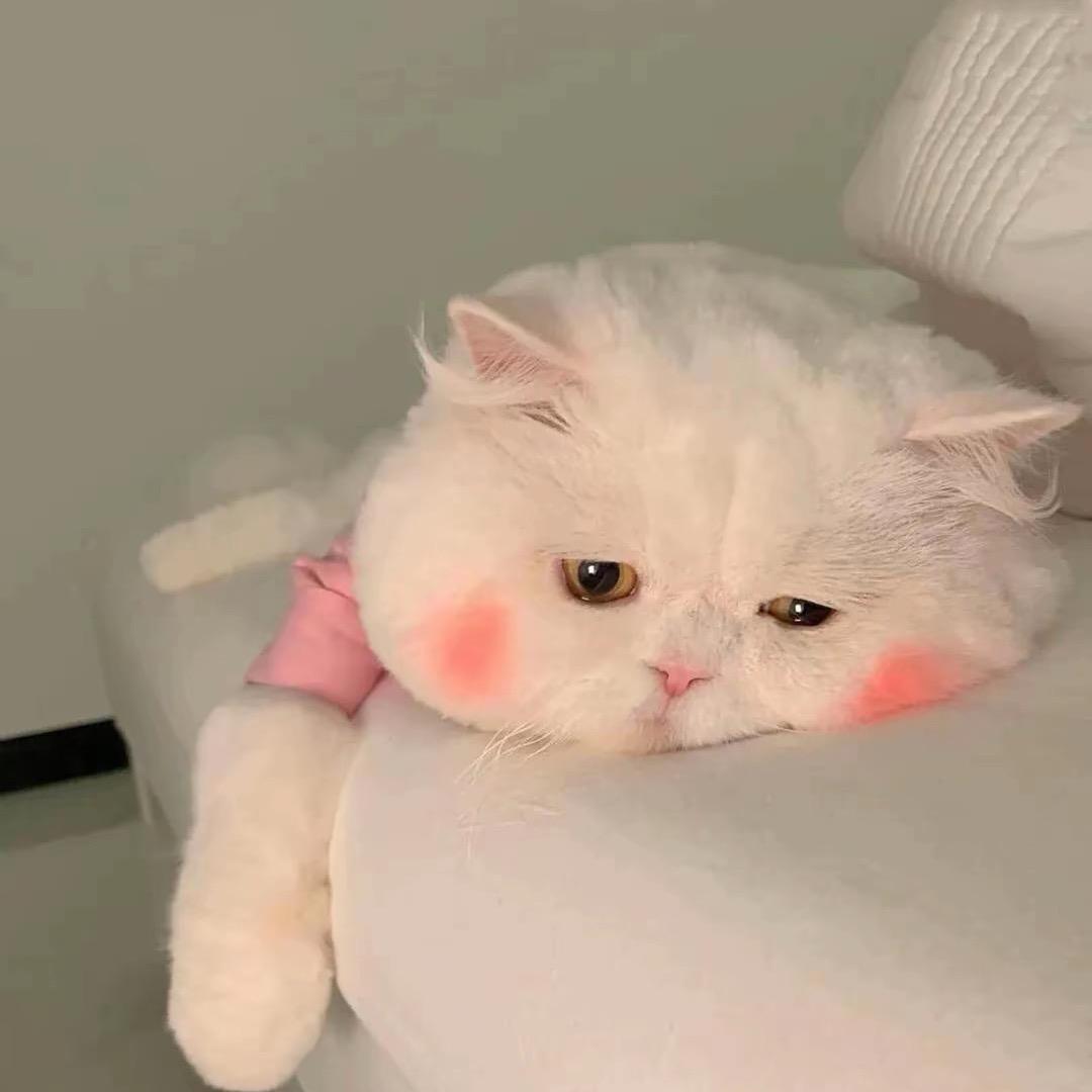 小周周的周