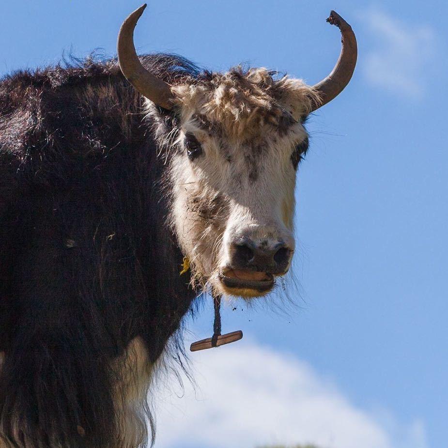 卖牛尾的小马、