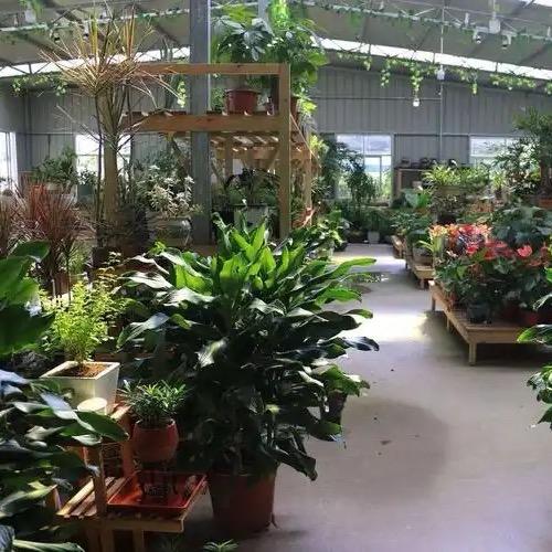 浙江碧叶轩园艺场