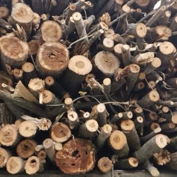 大量收购杂木树白杨树